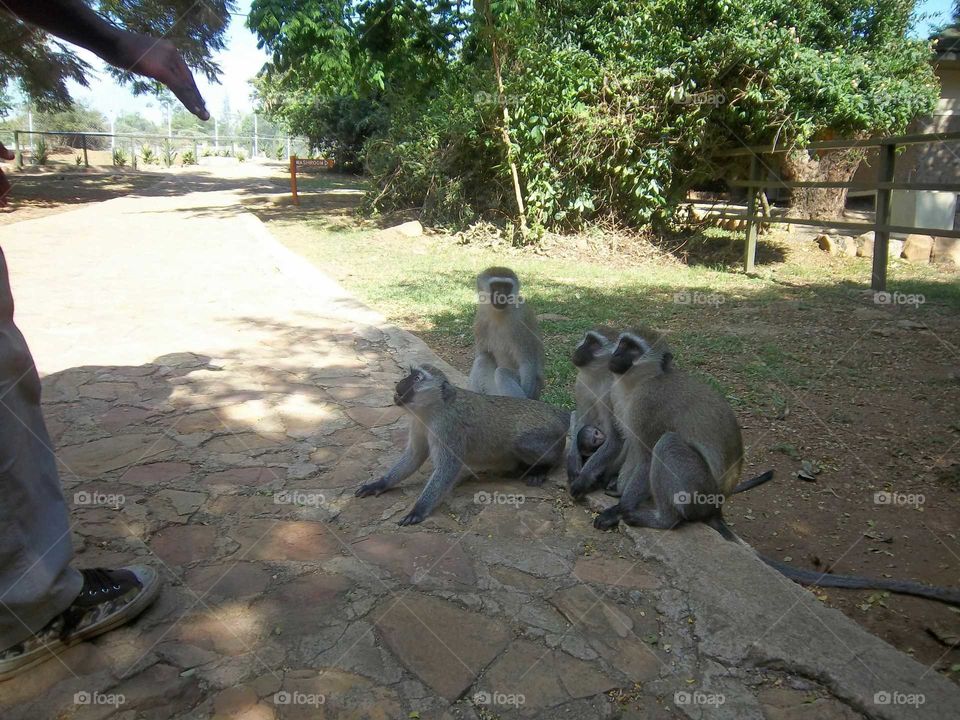 Monkeys park playful baboons