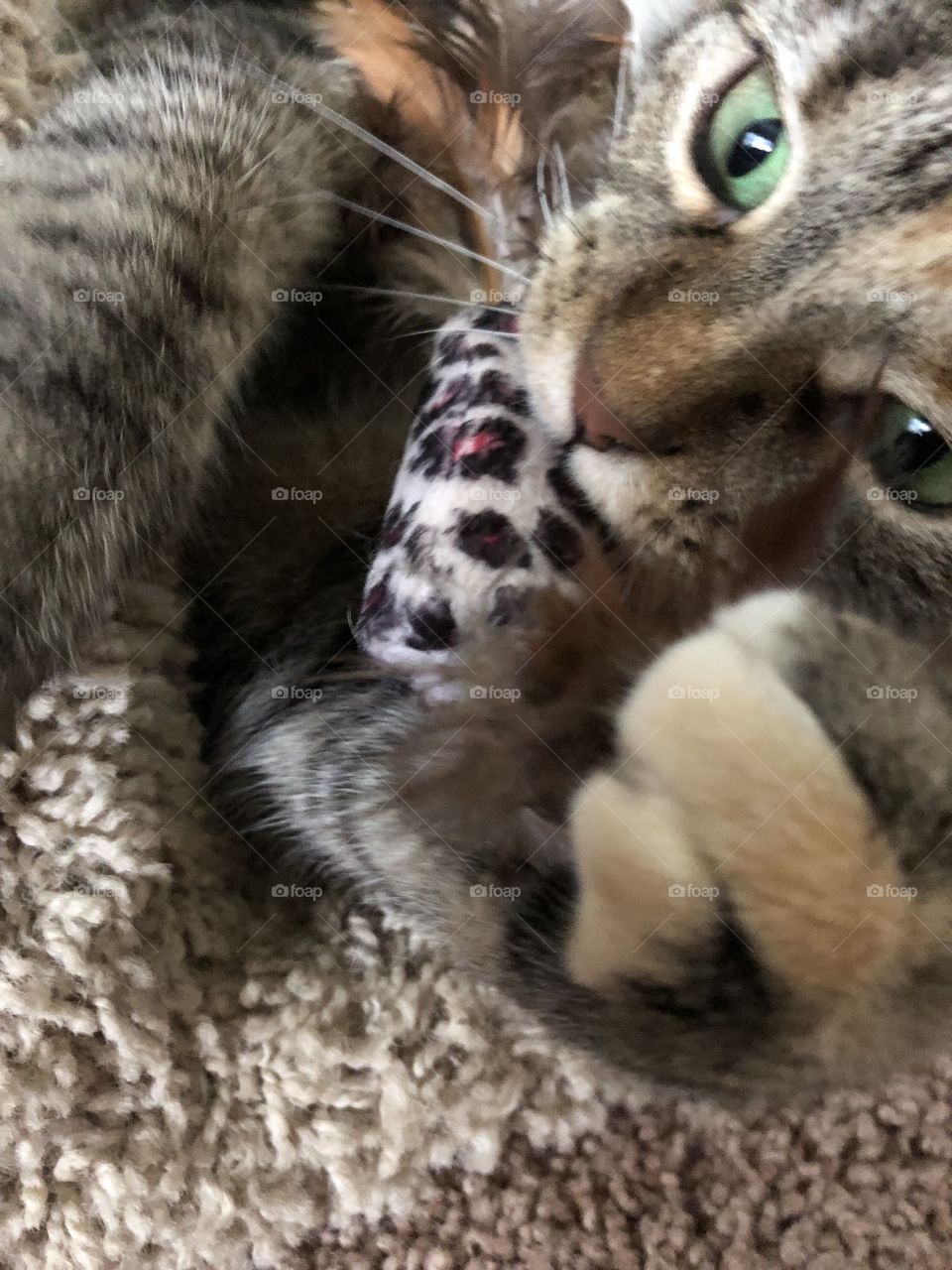 Cat playing with toy