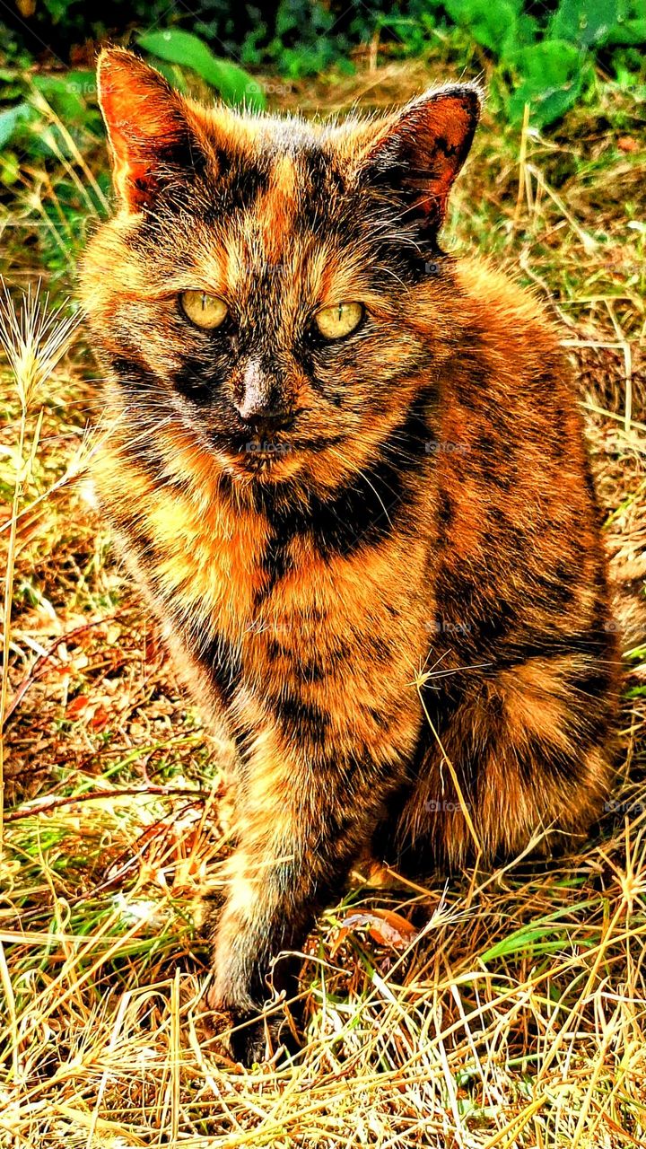 Tortoiseshell cat with green eyes and large orange patches on a background of autumnal colours