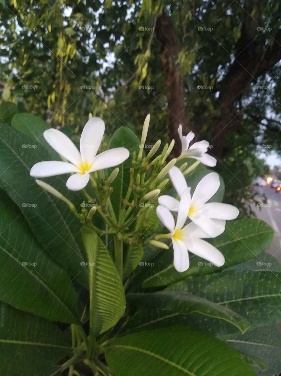 white flower seasonal fresh looks very beautiful generally found everywhere green leaves