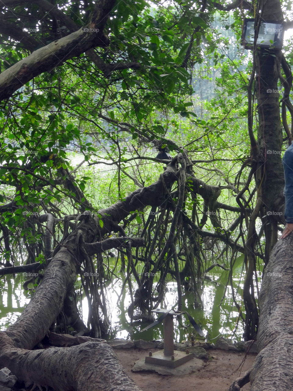 trees along the lake in Hanoi Vietnam