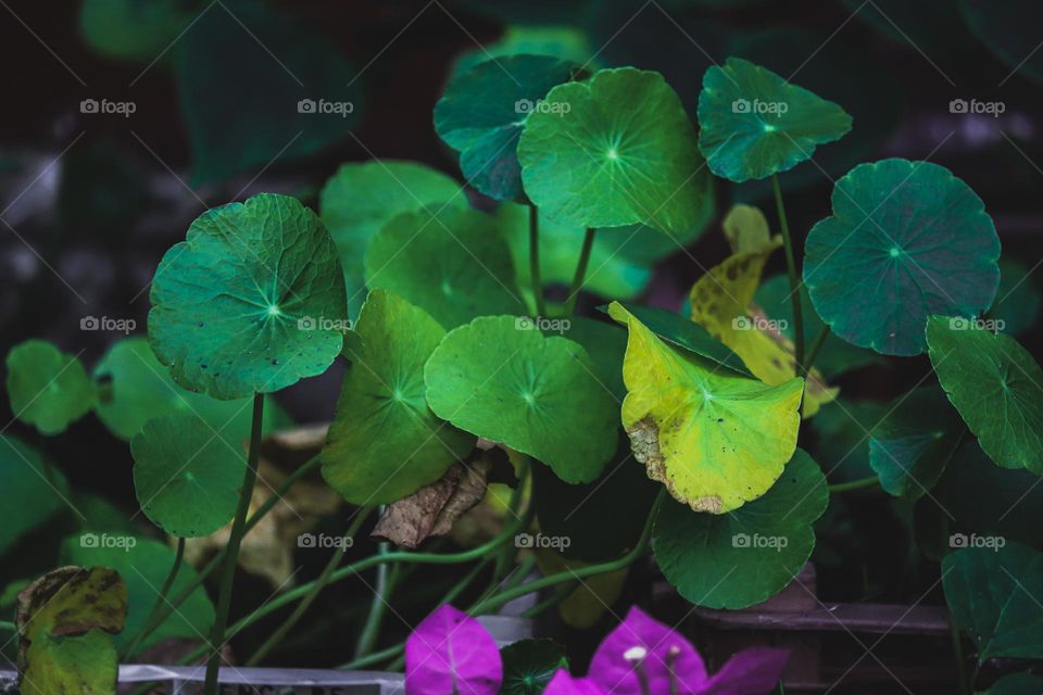 Close up view of a round shape leaves with dark background 