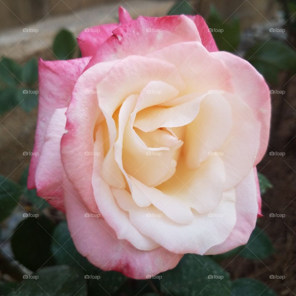 Delicate soft rose