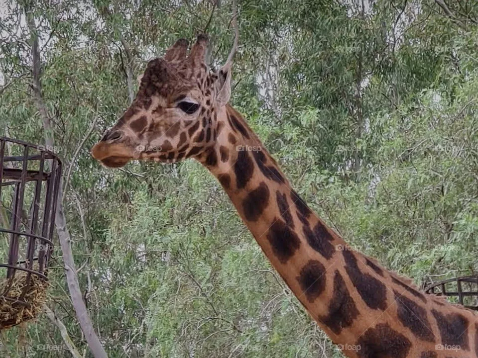 Gazelle