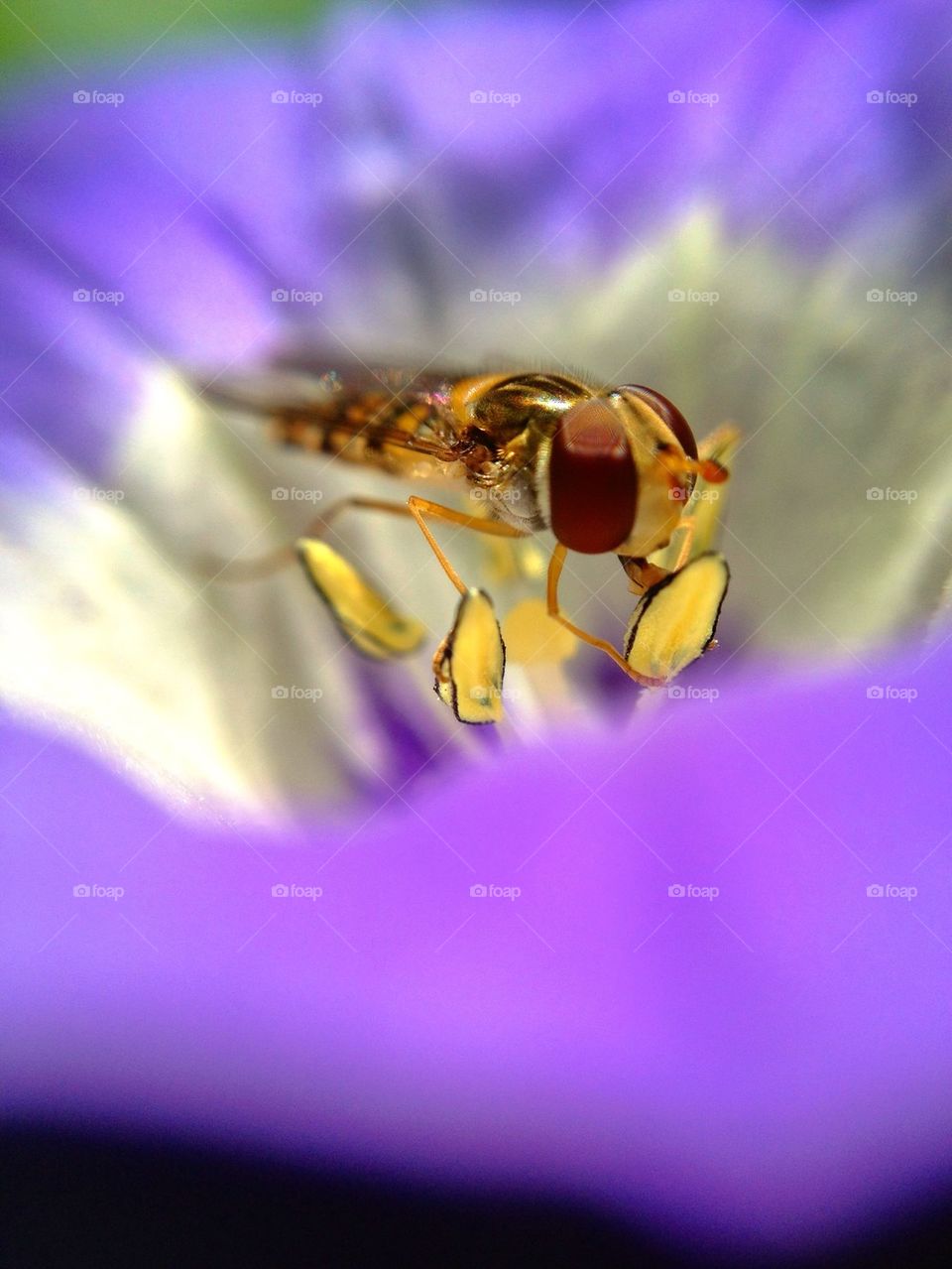 Close-up of honey bee