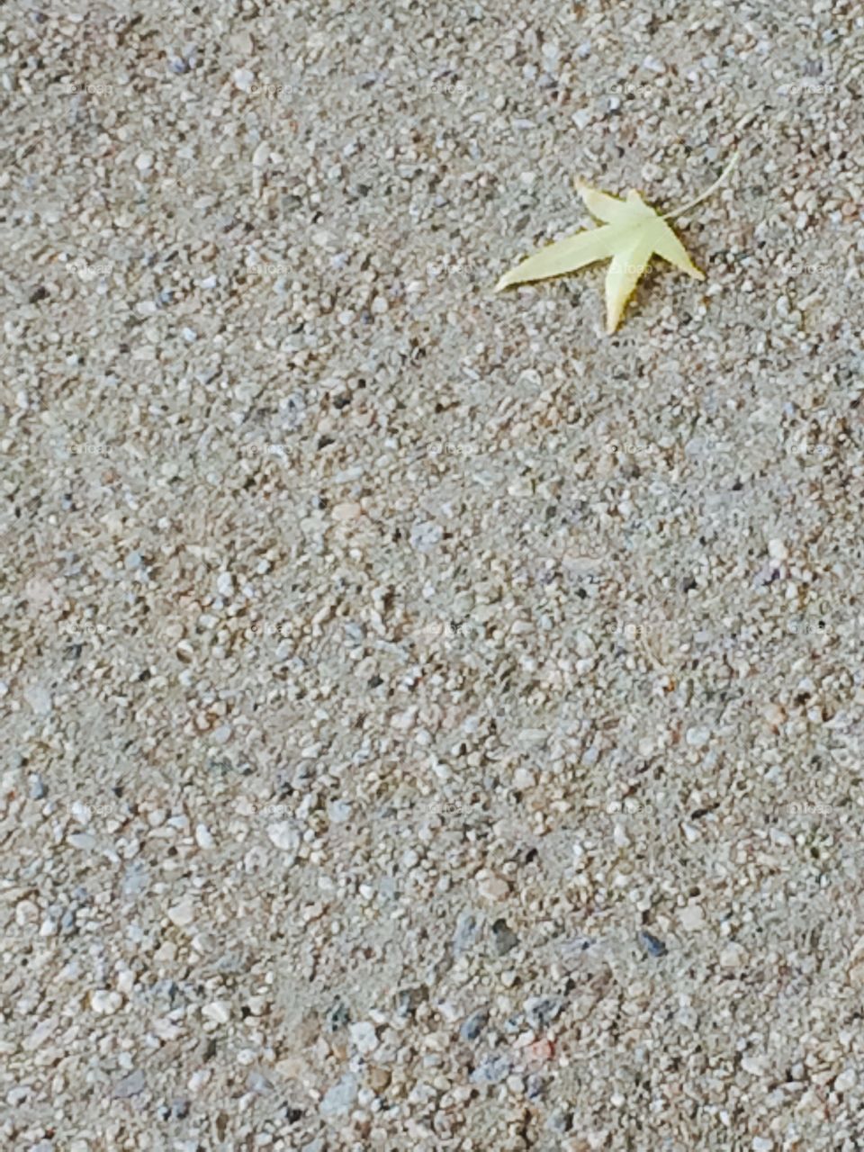 Leaf on the ground