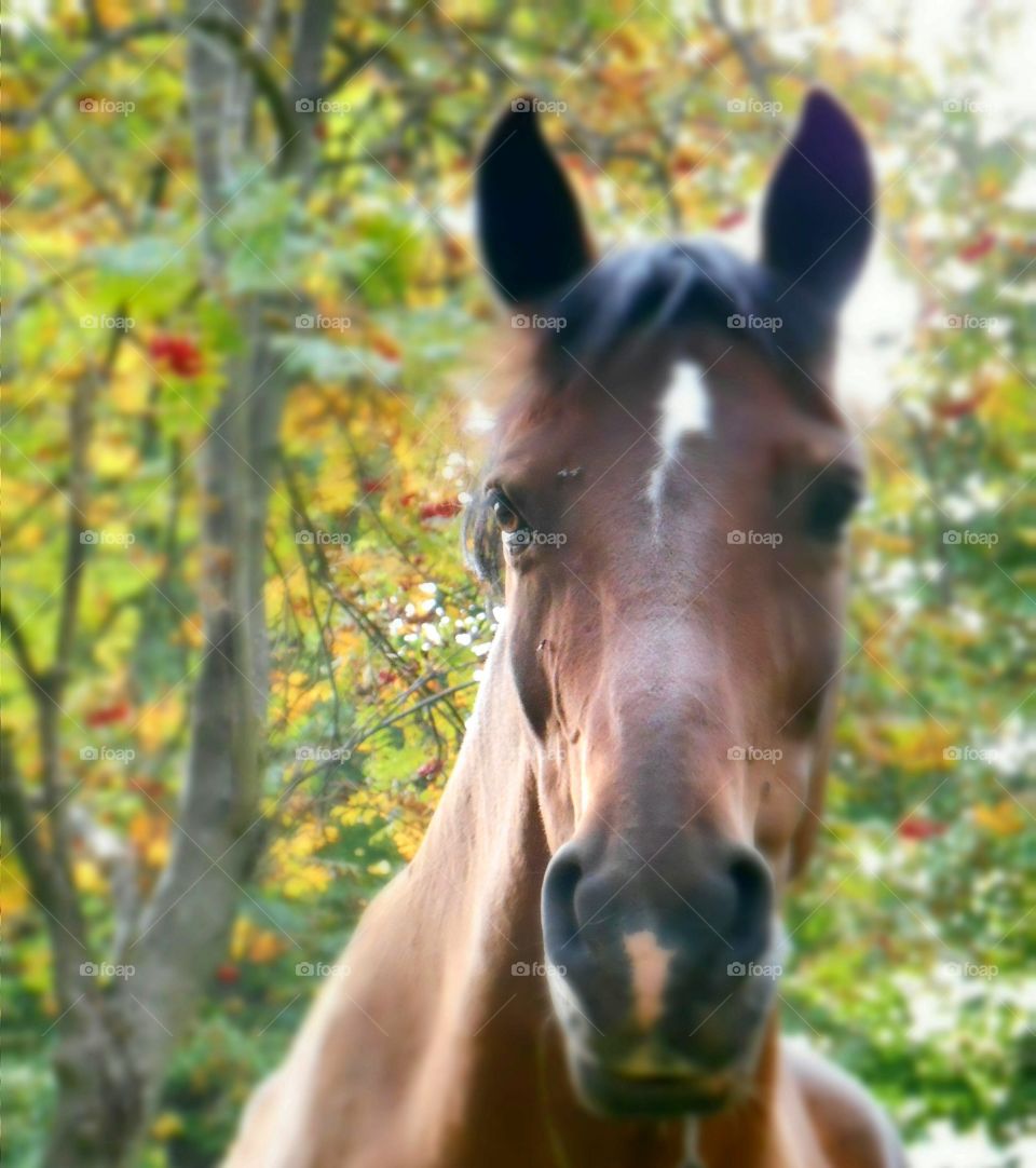 Nature, Cavalry, Outdoors, Mammal, No Person