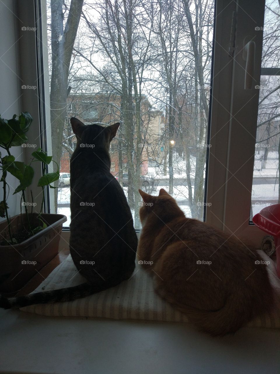 Cats by the window