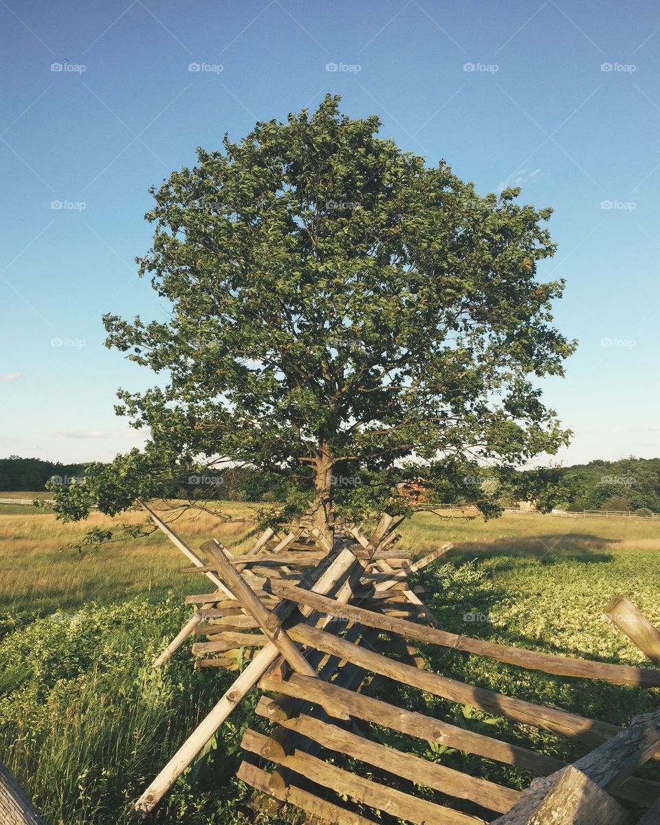 Wood, No Person, Tree, Landscape, Nature