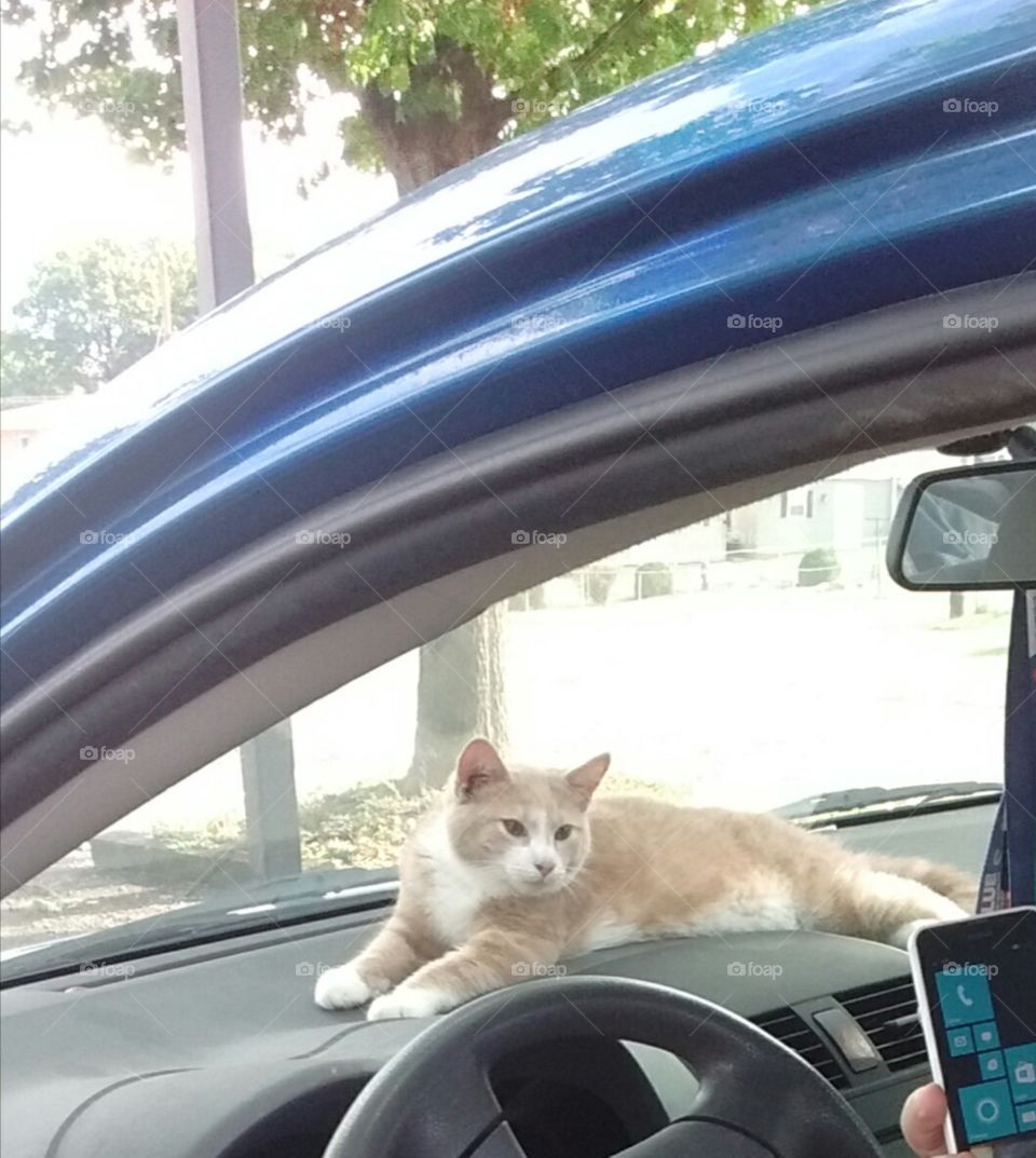 Hey, Human, can I drive home?