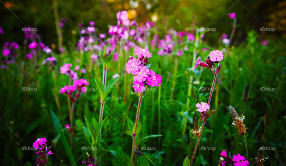 purple flowers