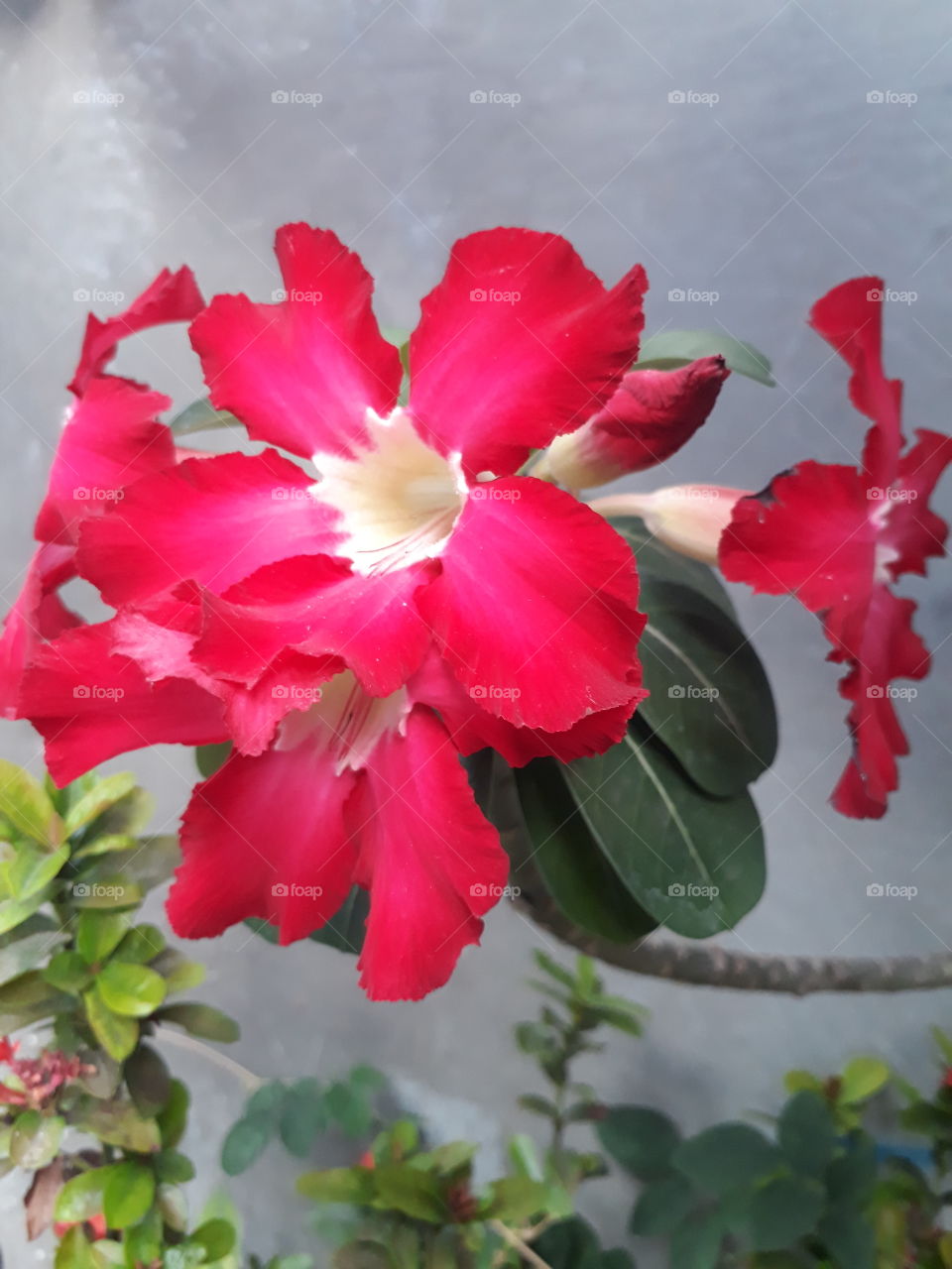 Japanese frangipani red