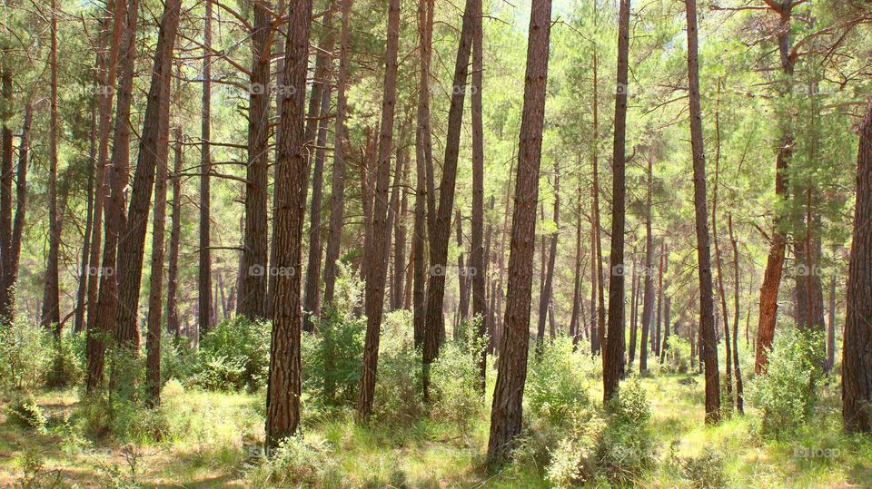 Forest in Turkey