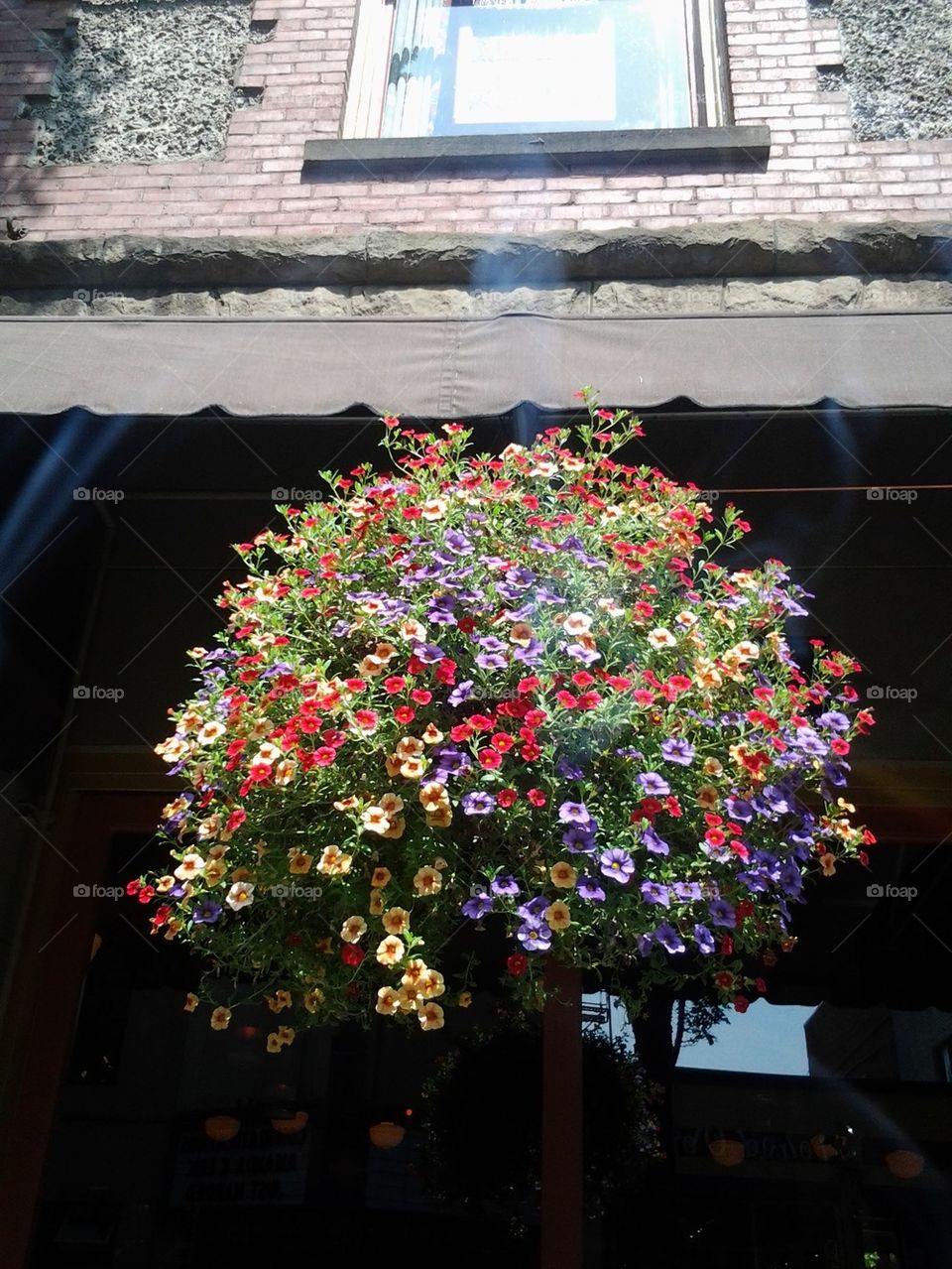 hanging basket