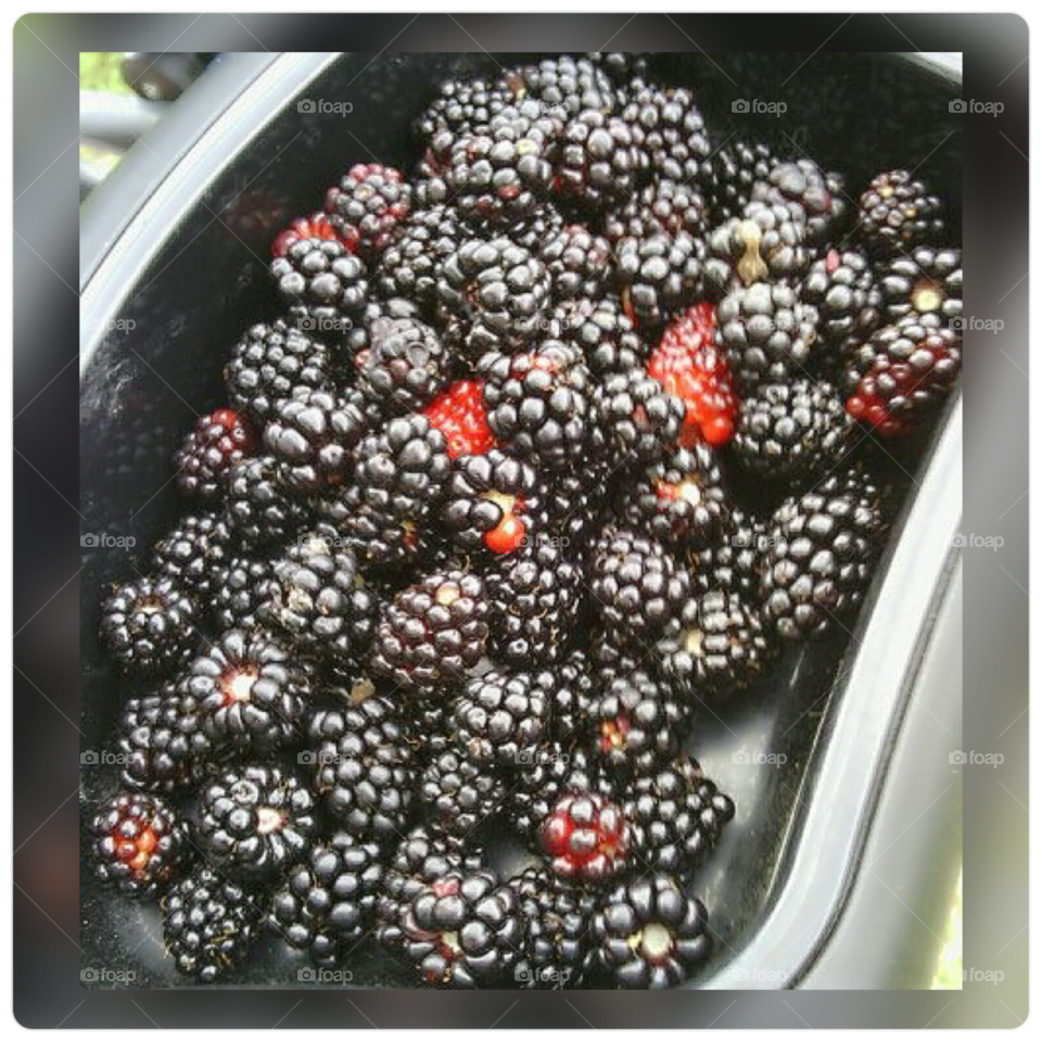 Delicious fresh picked blackberries 