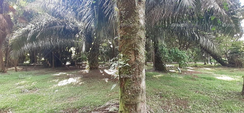 Jardim Botânico de Santos