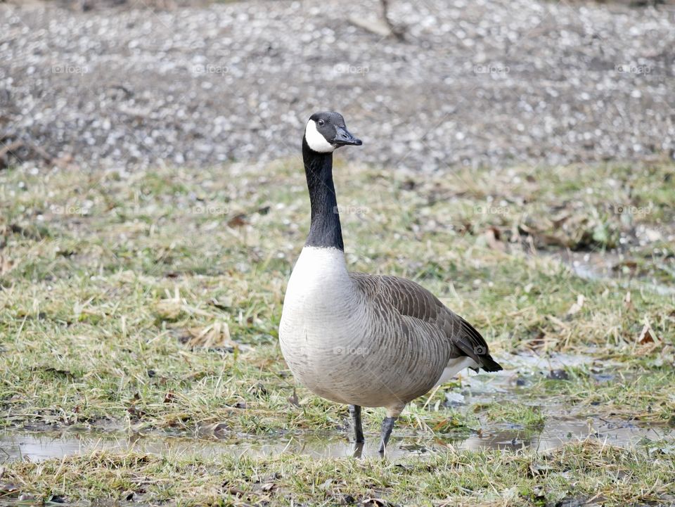 It’s a great day for Canadian geese to wander through the local park, looking for food.