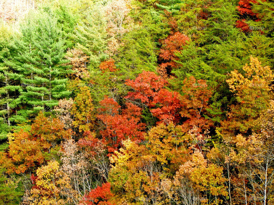 nashville indiana tree trees forest by refocusphoto