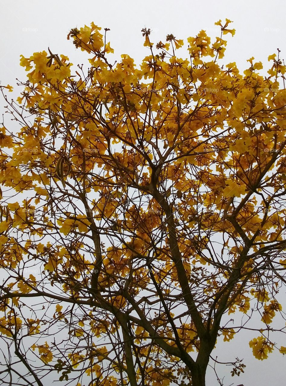 Handroanthus albus