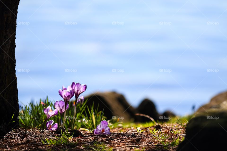 Flower near the river