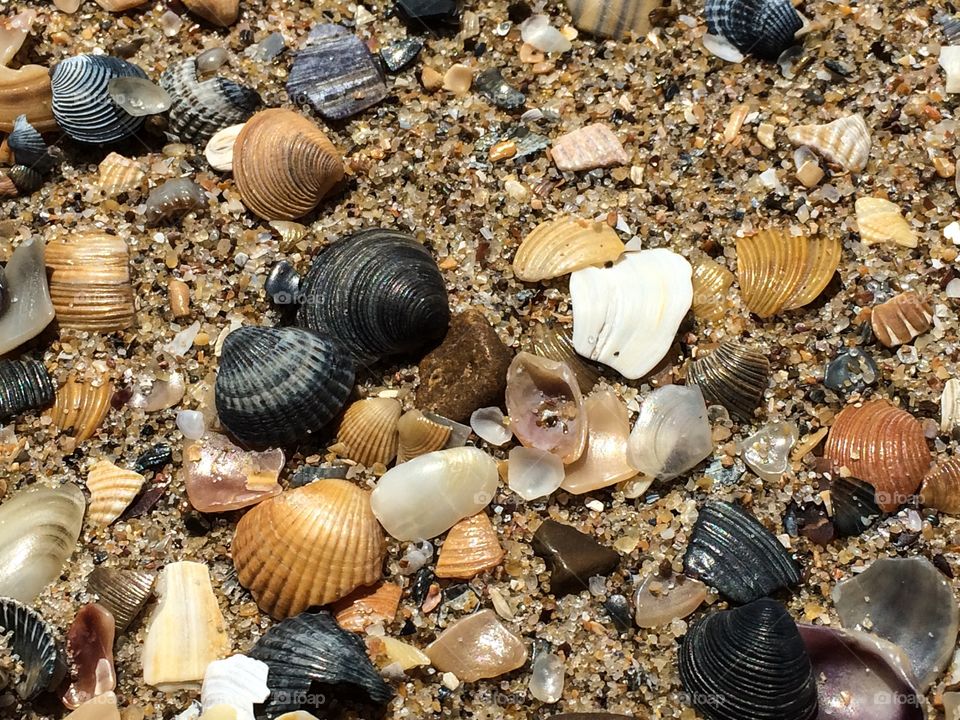 Shells and stones on a beach