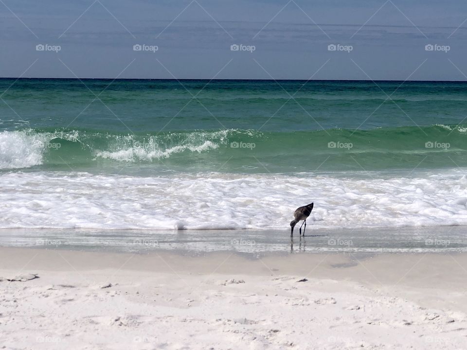 Shorebird foraging in the receding waves 