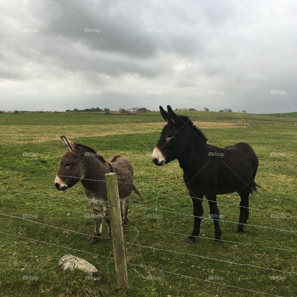 Donkeys as interested in us as we are in them. “Give me a carrot”, they say! Taken in North Mayo, Ireland 