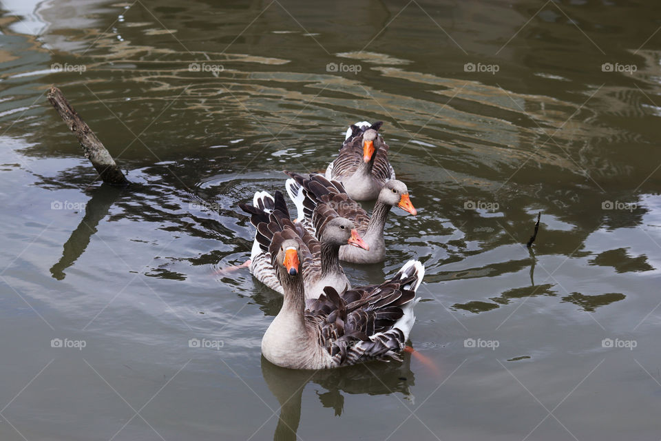 Gooses in the lake