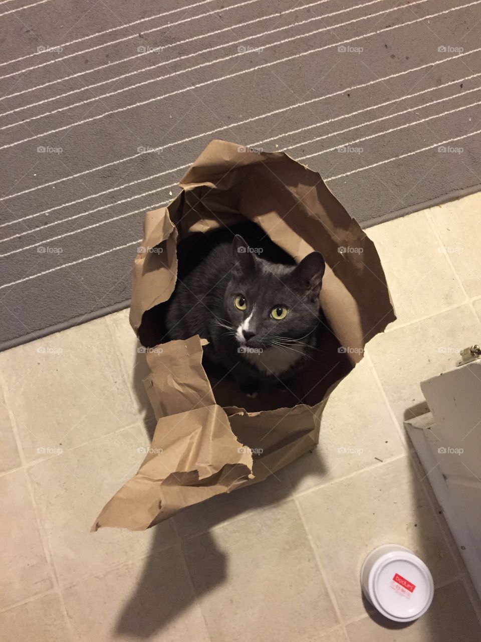 Cat in the bag 