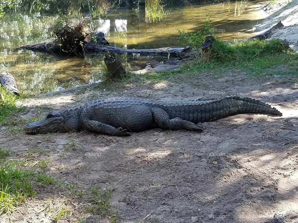 Large Alligator Fat and Sassy