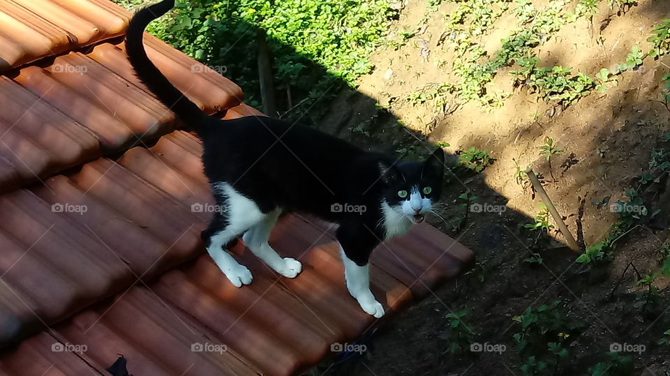 GATO NO TELHADO, O BICHANO ESTÁ QUERENDO CONVERSAR COMIGO E VEIO AO MEU ENCONTRO AO ME APROXIMAR!!!