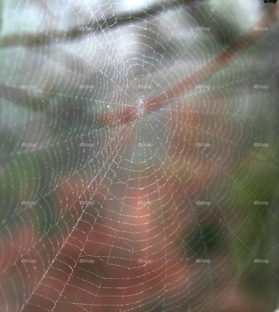 spiderweb