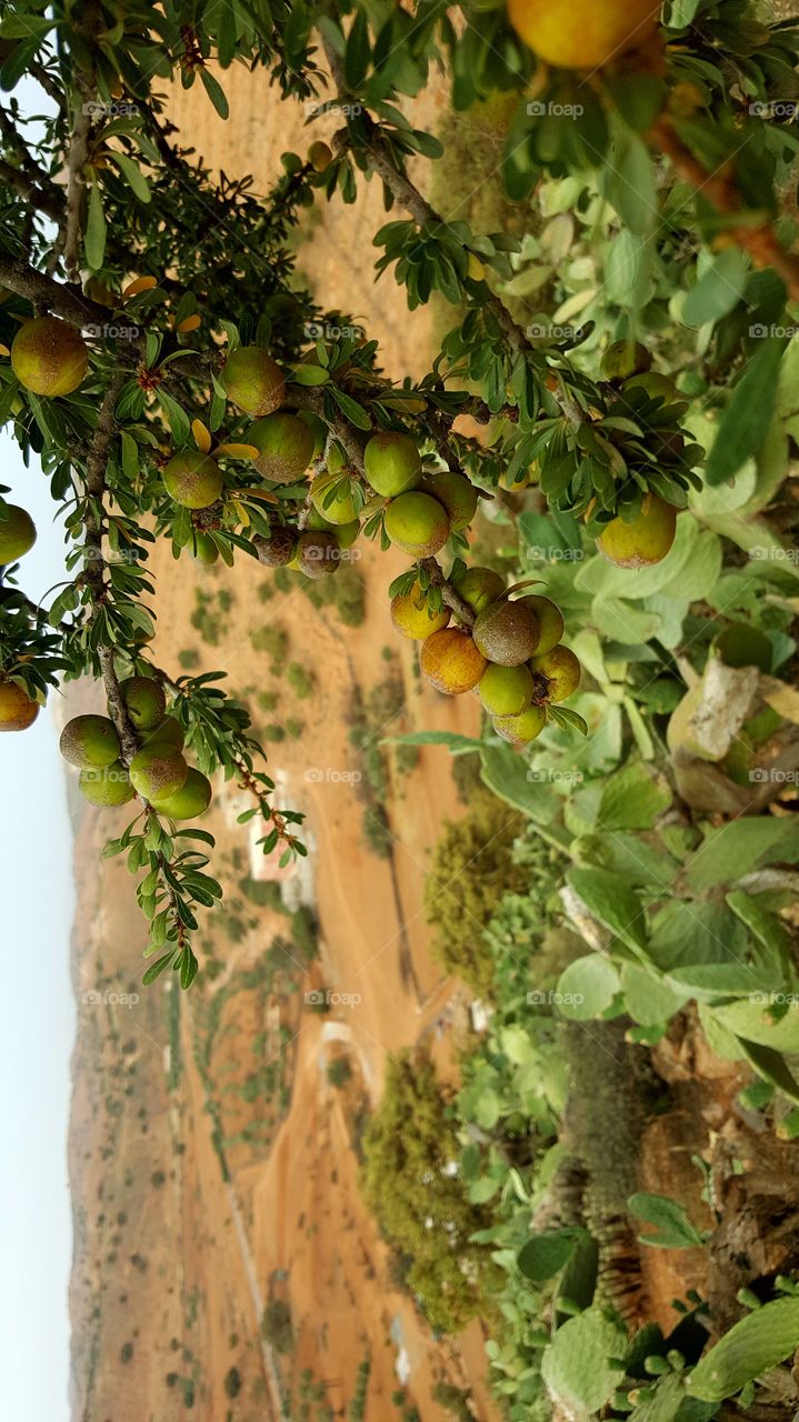 ARGAN grain tree nature