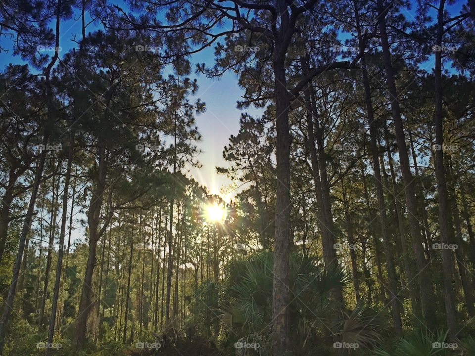Sunrise through forest. Sunrise through forest
