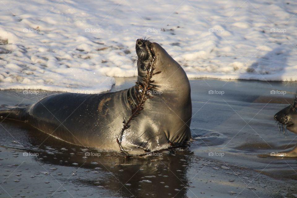 Juvenile elephant seal plays with seaweed