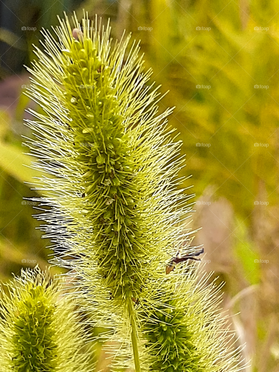 a bright summer day with a simple yet dazzling grass along the roads and this little cutie insects  thats enjoying the beautiful  weather, really makes my days feeling  good and help me smile;) what a lovely day♡♡♡;)