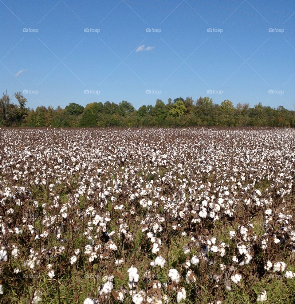 Cotton Field