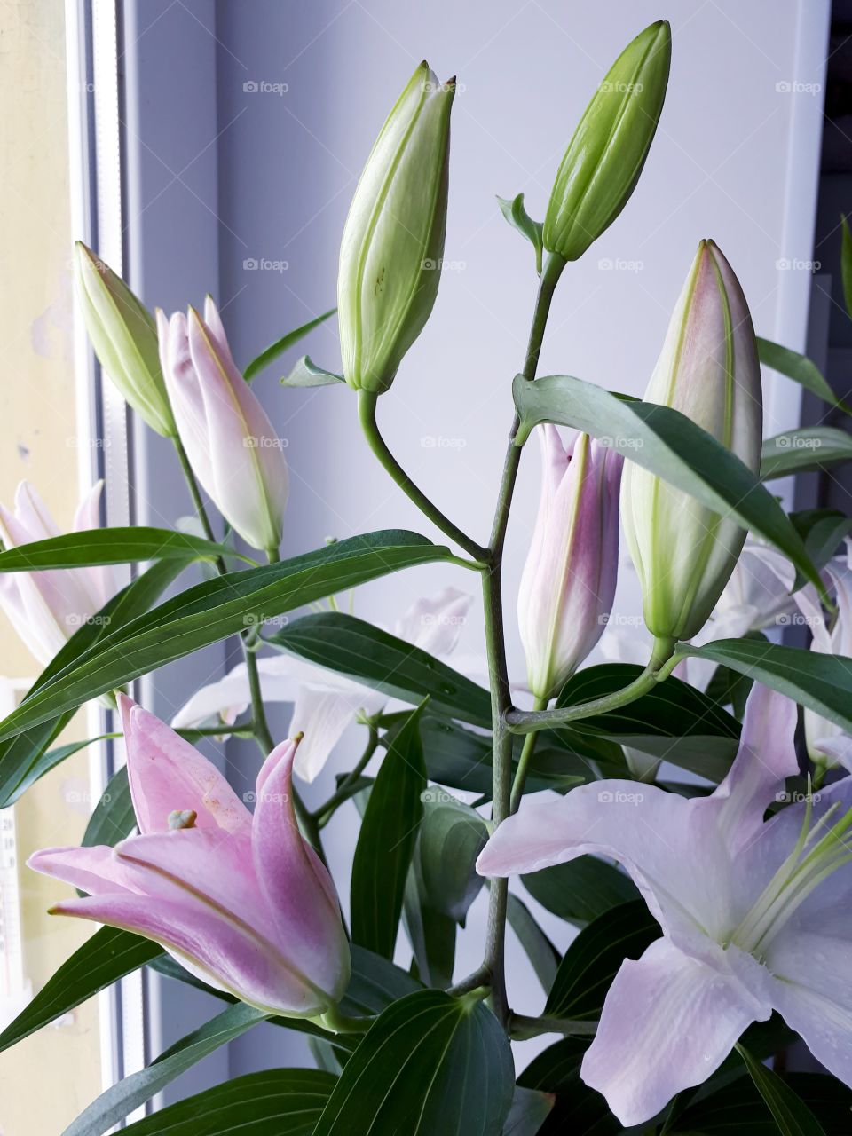 Luxurious bouquet of lilies with a vase