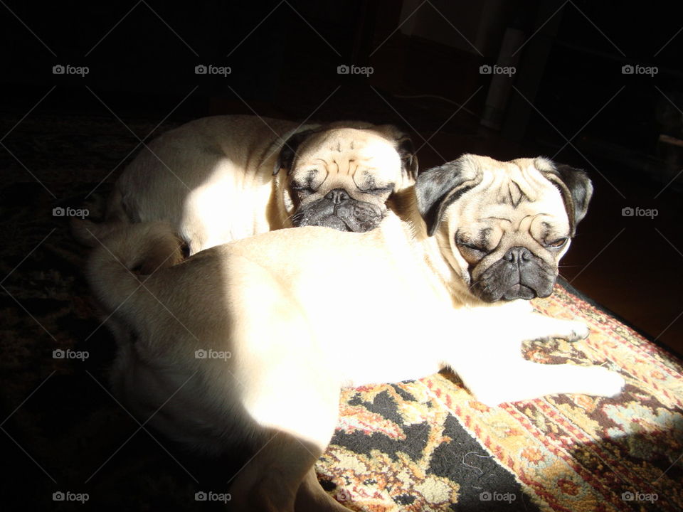 pugs