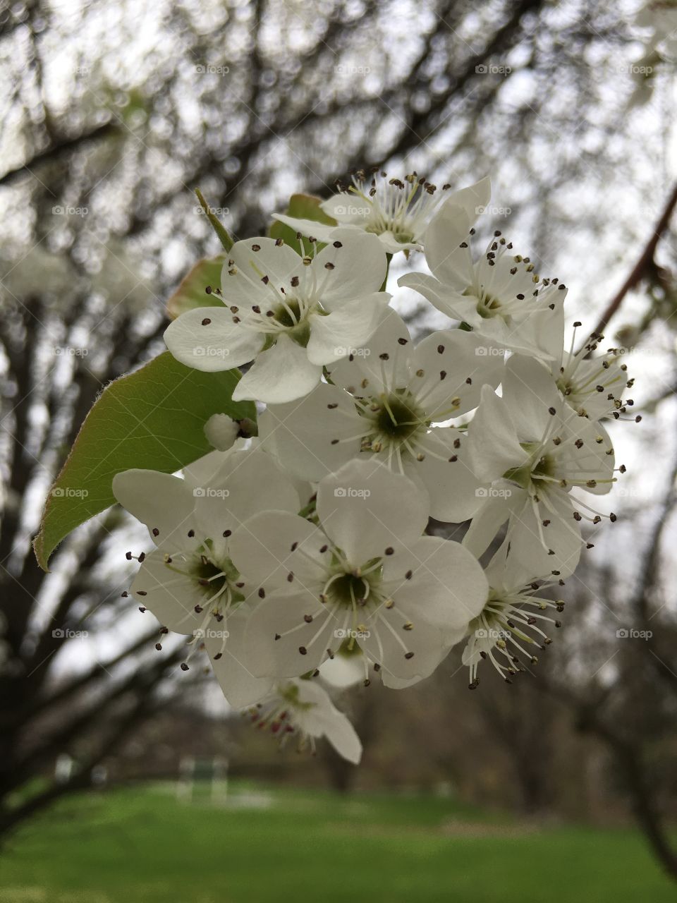 Blossoms 