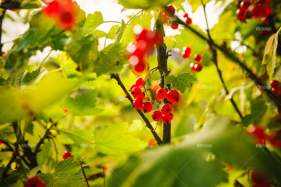 Red currants