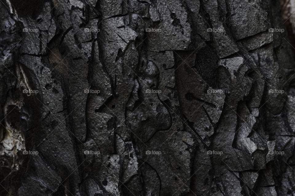 Burnt Monterey Pine Tree Bark (pinus radiata)