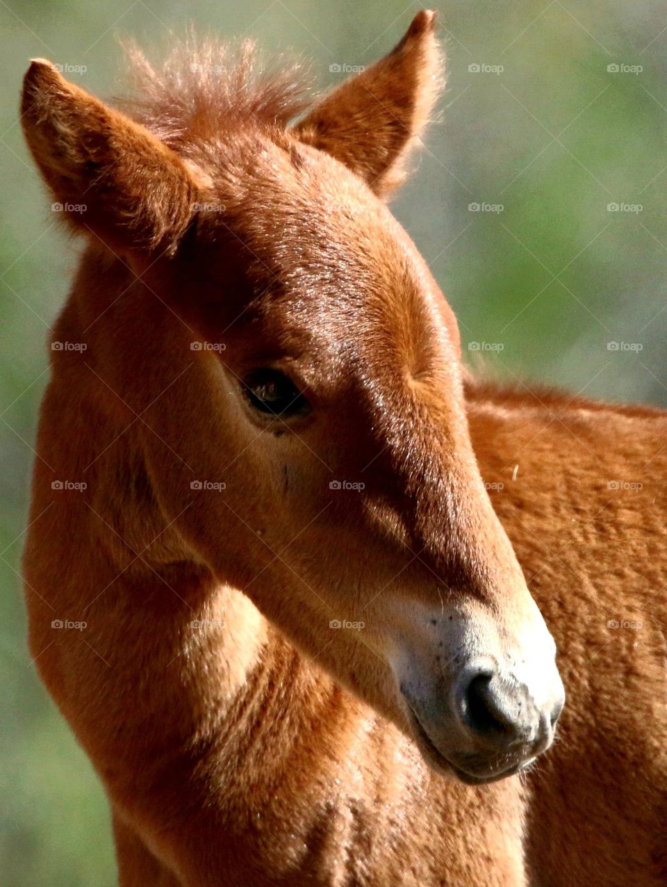 Salt River Wild Horse Colt