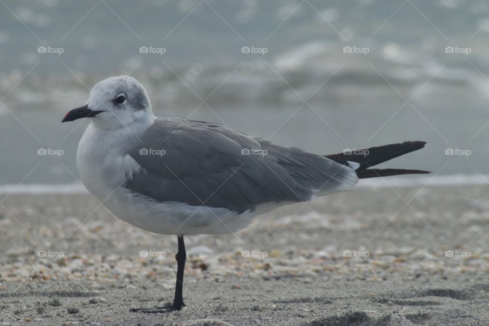 Seagull