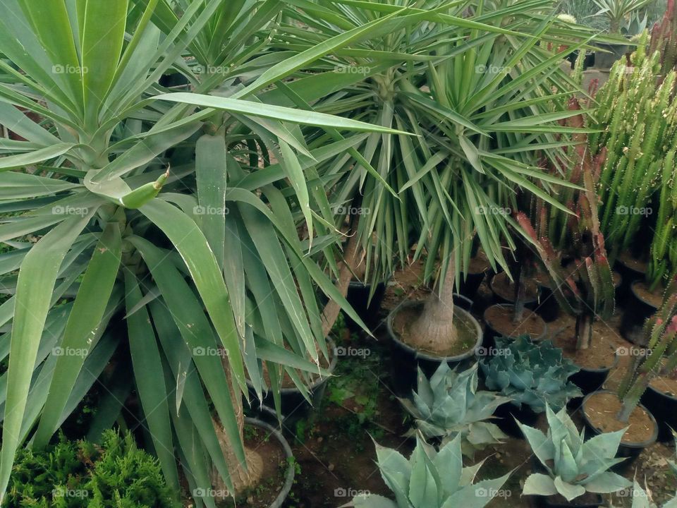 green plants