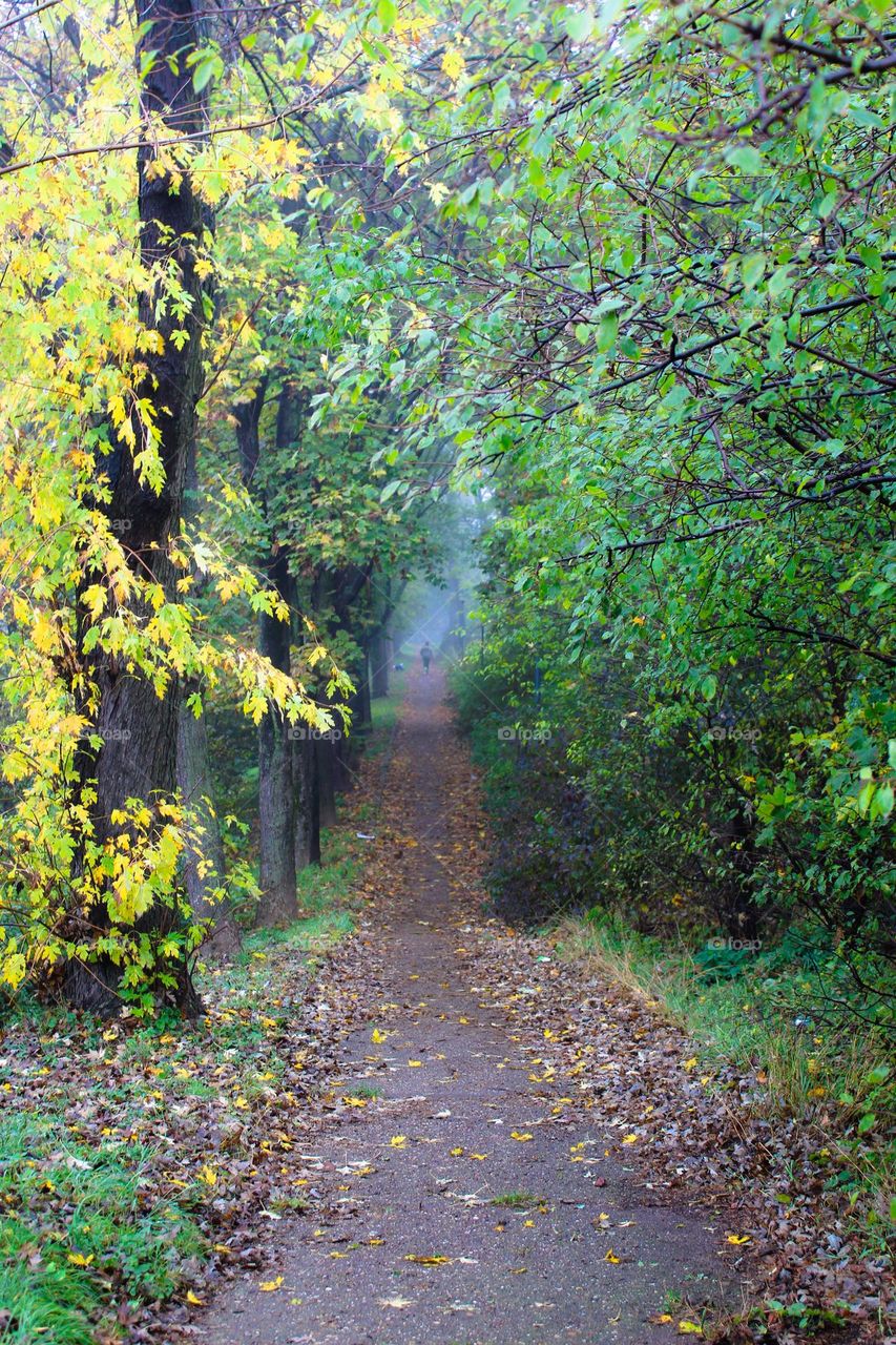 Autumn landscape. 
A path through the forest covered with fallen autumn leaves