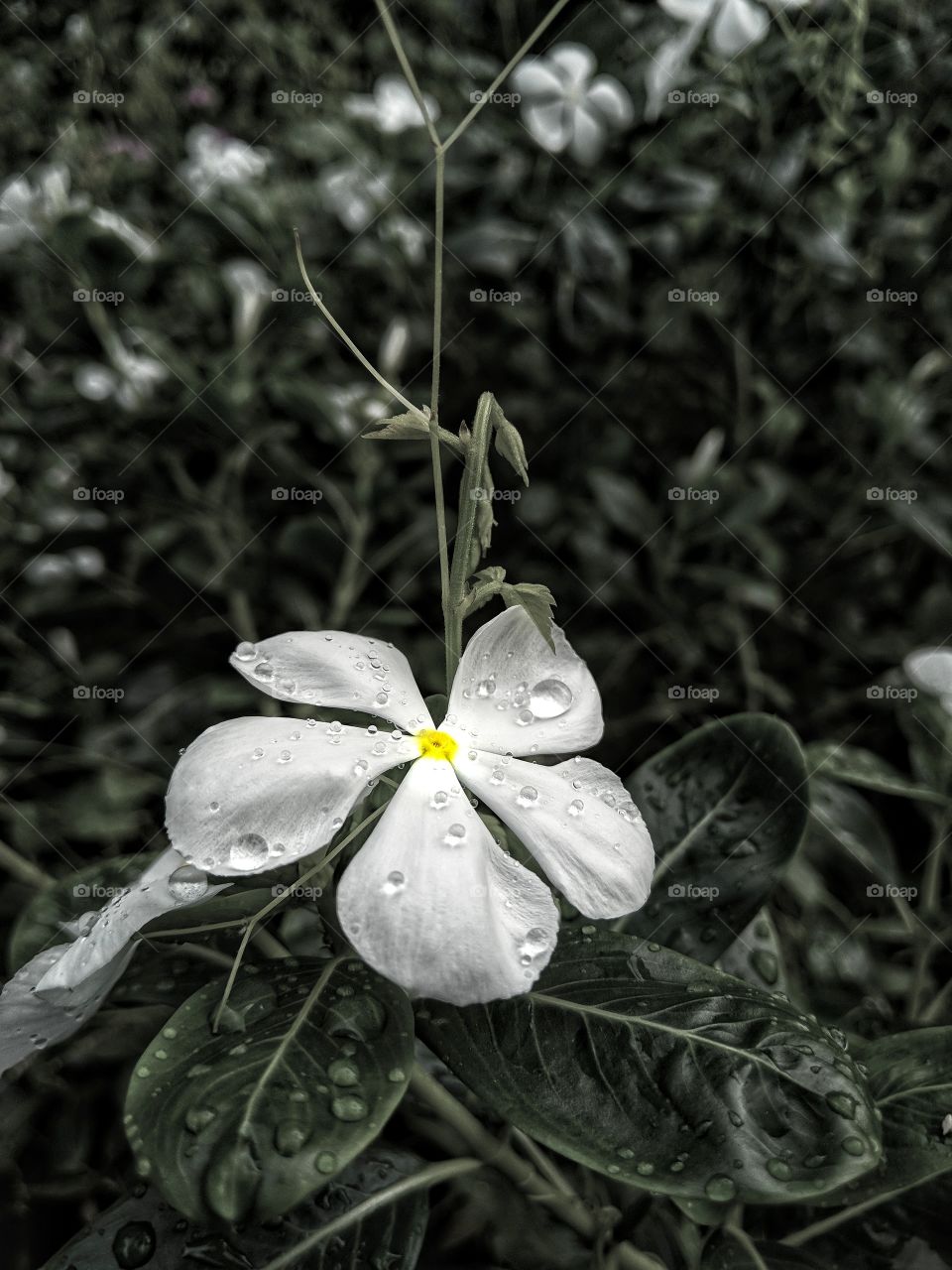 Rain Flower