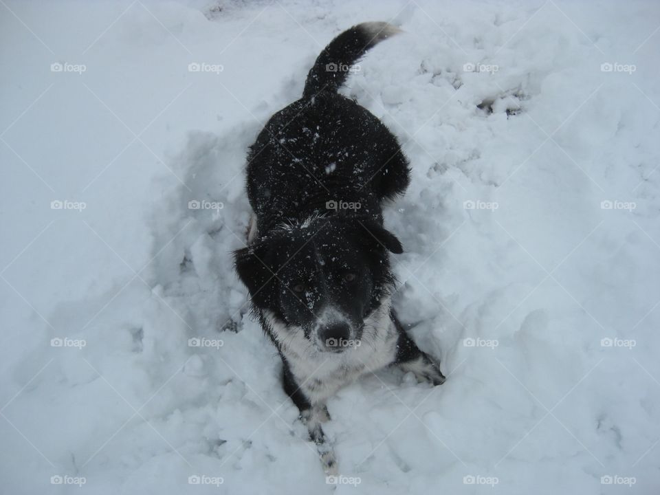 Dog plays in snow. Susan in the snow