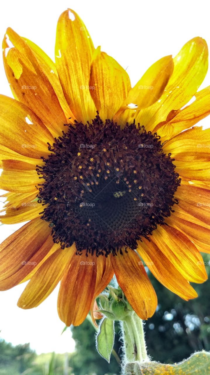 sunflower in full bloom