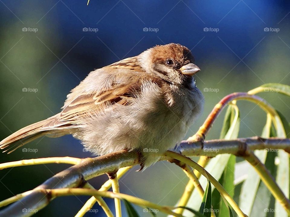 Sparrow